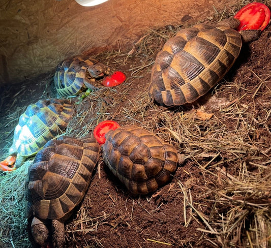 Eurasische Landschildkröten zu verkaufen