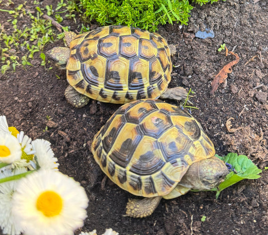 Griechische Landschildkröten, aus Zucht von 2022 zu verkaufen
