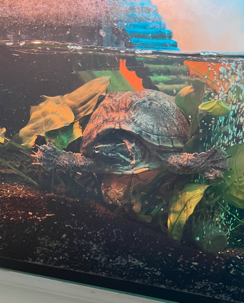 Wasserschildkröte mit Aquarium und Zubehör