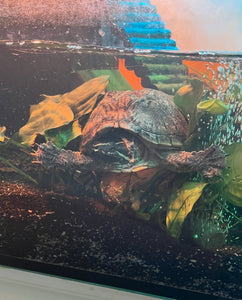 Wasserschildkröte mit Aquarium und Zubehör