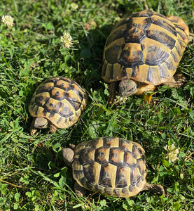 3 griech. Landschildkröten von 2019 & 2022 zu verschenken