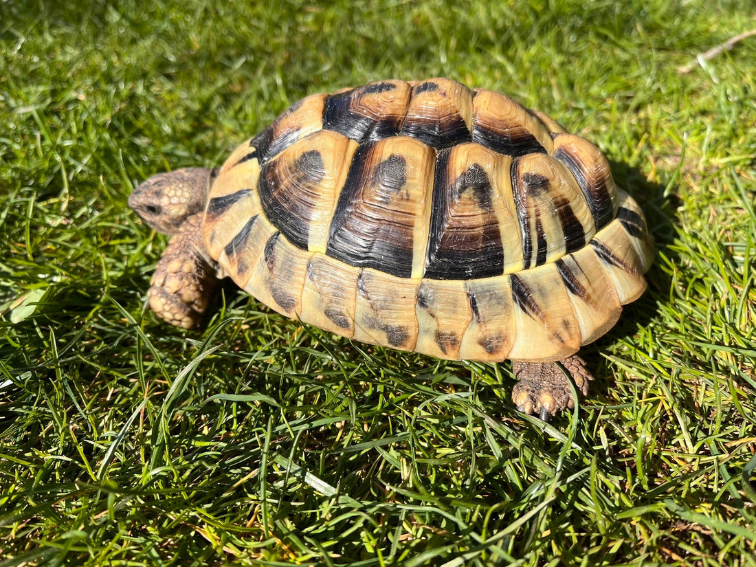 Grieschische Landschildkröte NZ 2019