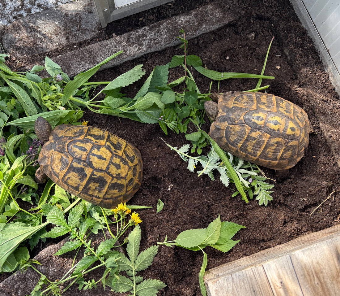 Testudo hermanni hermanni 2,1 (2000/2001/2003)