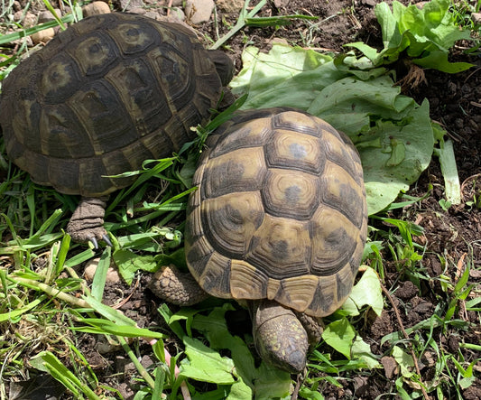 Zwei griechische Landschildkröten, 3 Jahre alt, zu verkaufen