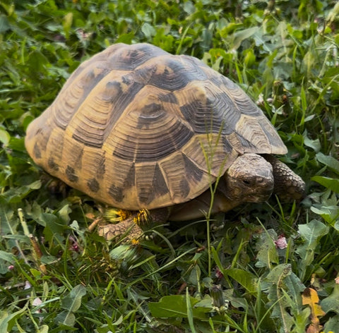 Weibliche griechische Landschildkröte gesucht