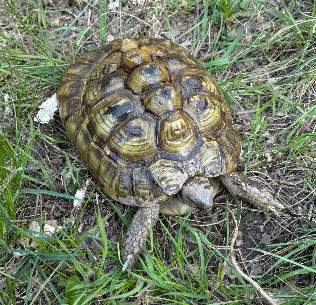 Griechische Landschildkröte zu verkaufen
