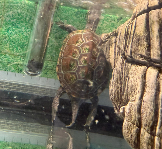Dreikielschildkröte zu verkaufen