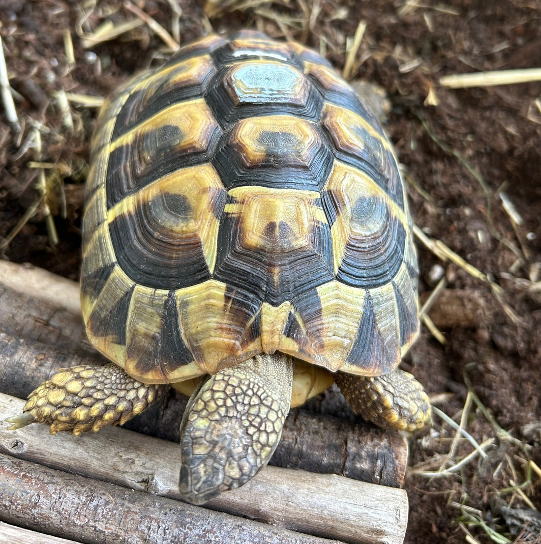 2 griechische Landschildkröten zu verkaufen