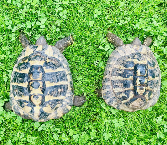 Griechische Landschildkröten Testudo hermanni