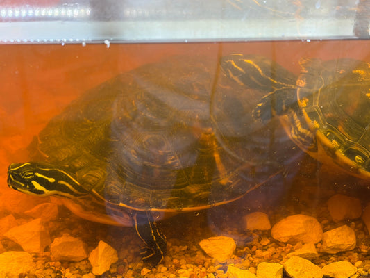 Wasserschildkröten