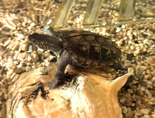 Japanische Wasserschildkröte