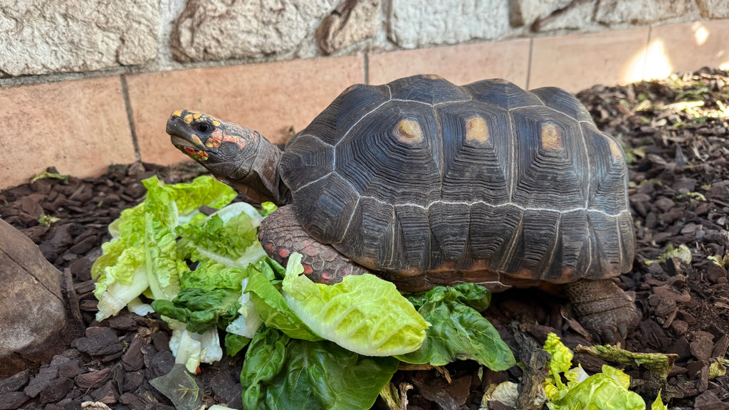 Köhlerschildkröten Chelonoidis carbonarius