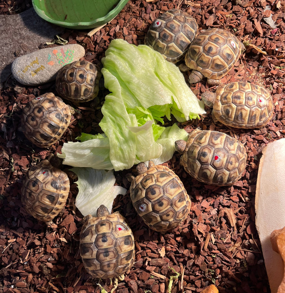 Griechische Landschildkröten aus eigener Zucht aus 2024