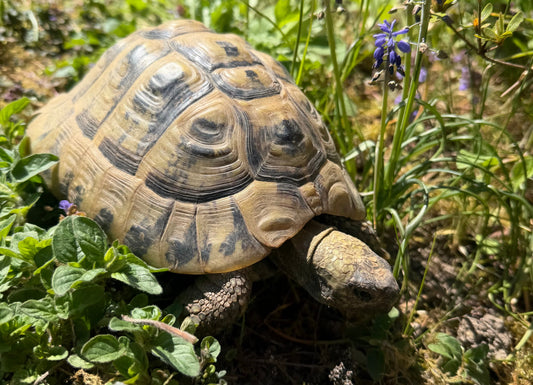 Männliche Griechische Landschildkröte