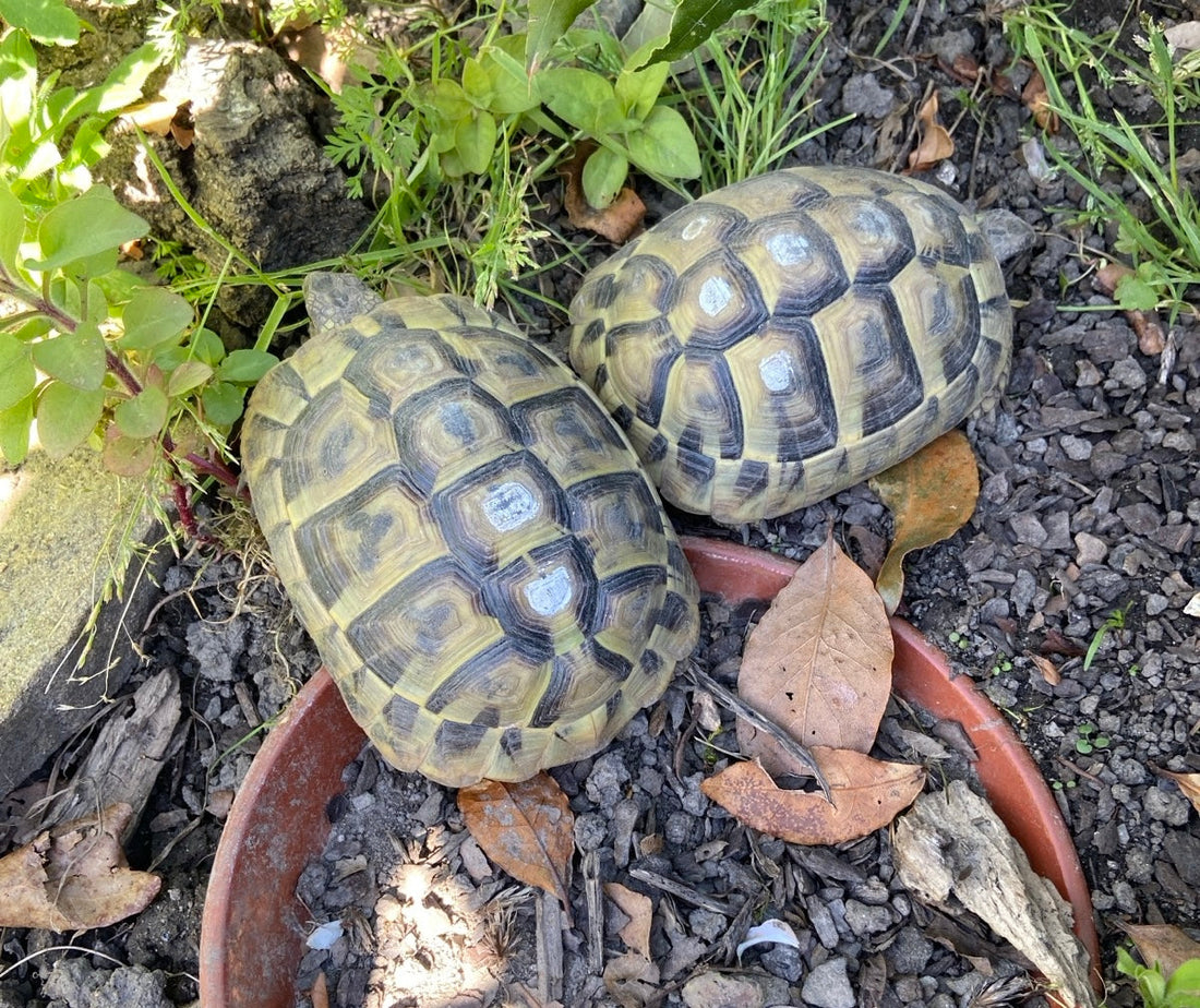 Griechische Landschildkröten NZ 2020, 2022,2023