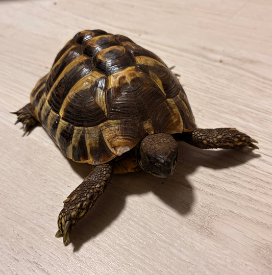 Griechische Landschildkröte 10/2022