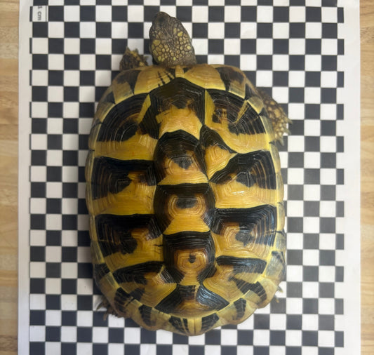 Griechische Landschildkröten NZ 2021 zu verkaufen
