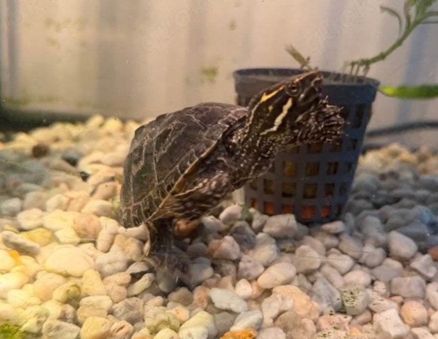 Wasserschildkröte