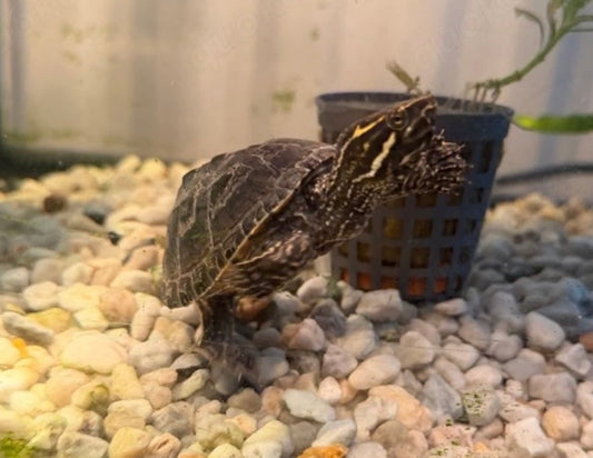 Wasserschildkröte