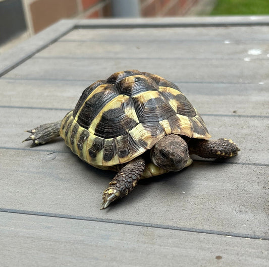 Griechische Landschildkröte geb. Sommer 2024