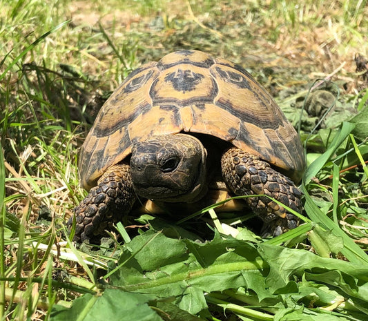 Griechische Landschildkröte NZ 1998
