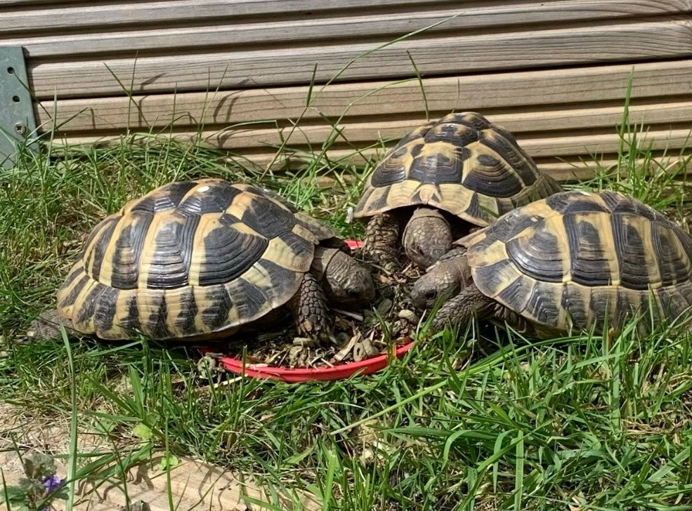 3 männliche griechische Landschildkröten (2017) zu verkaufen