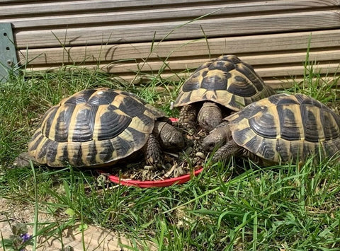 3 männliche griechische Landschildkröten (2017) zu verkaufen