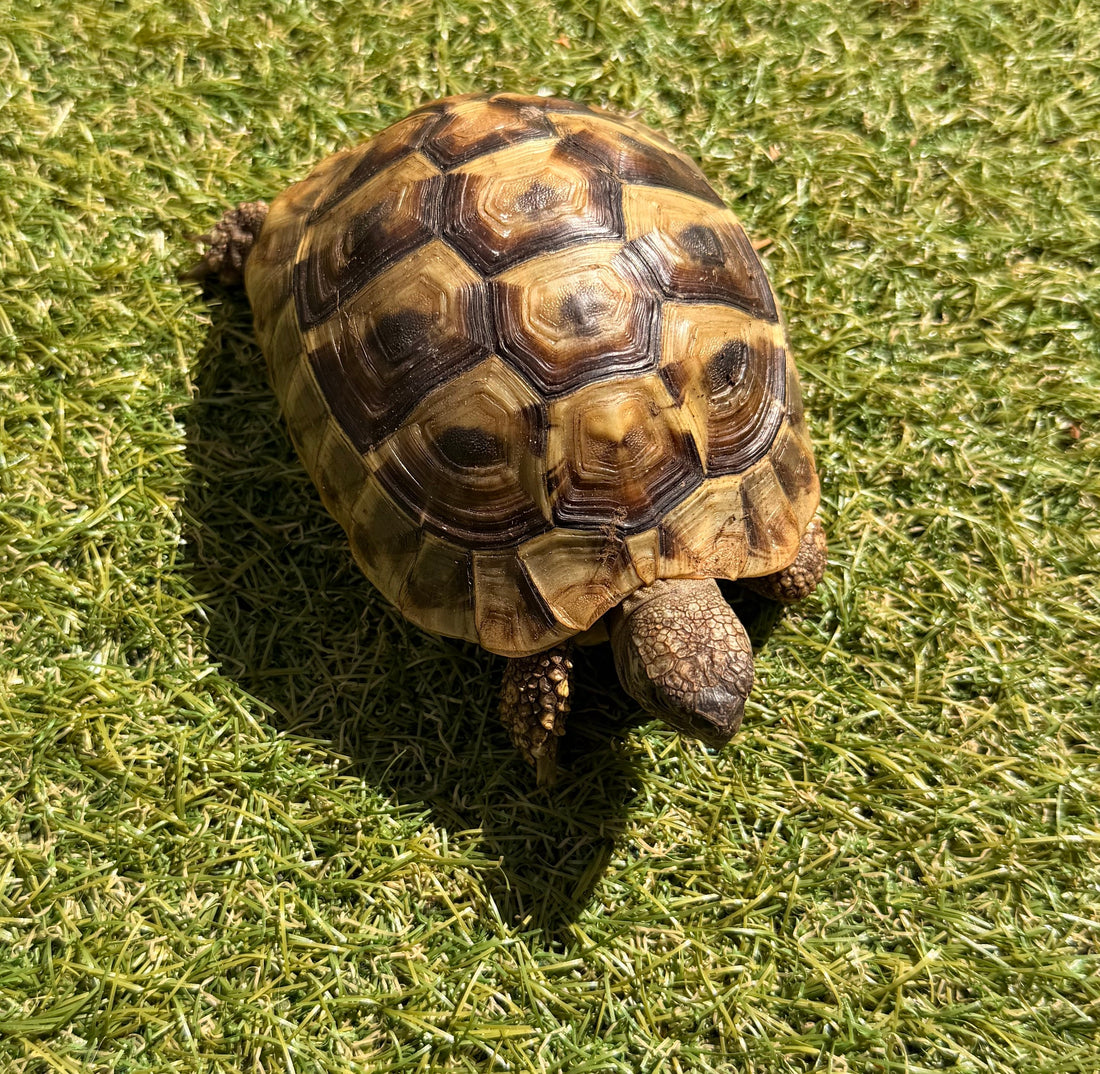 Schweren Herzens abzugeben: 2 griechische Landschildkröten (3 & 4 Jahre) – mit Papieren