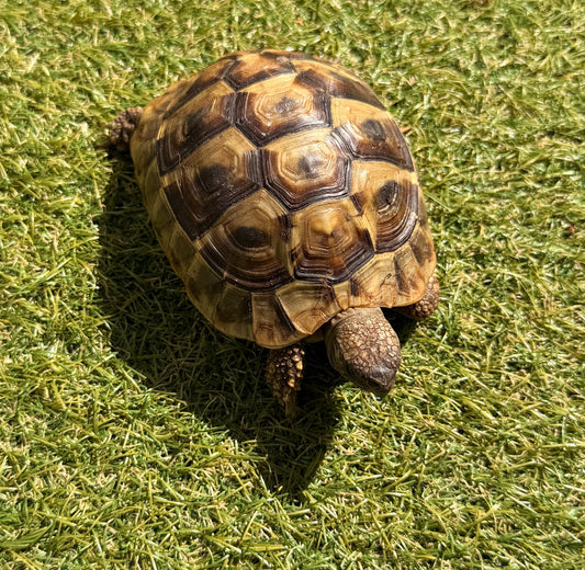 Schweren Herzens abzugeben: 2 griechische Landschildkröten (3 & 4 Jahre) – mit Papieren