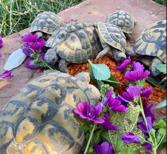 Zwei Adulte Eierlegende Weibchen suchen schönes Zuhause