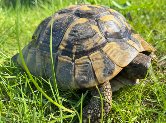 Adulte griechische Landschildkröte 26 Jahre