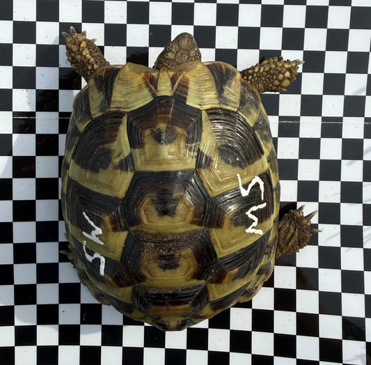 Griechische Landschildkröte schweren Herzens zu verkaufen!