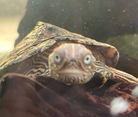 2 Mississippi - Höckerschildkröten