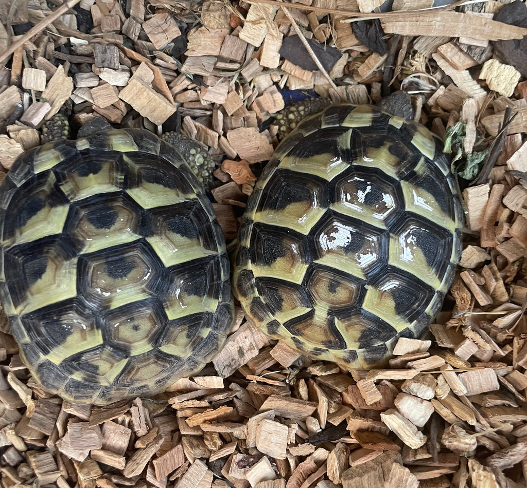 2 Griechische Landschildkröten abzugeben
