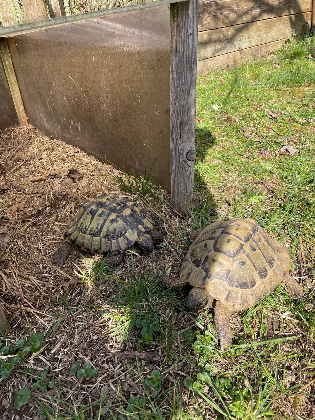 Griechische Landschildkröte, männlich, 21 Jahre zu verkaufen