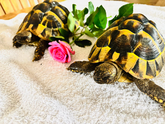 Griechische Landschildkröten m. Papieren zu verkaufen