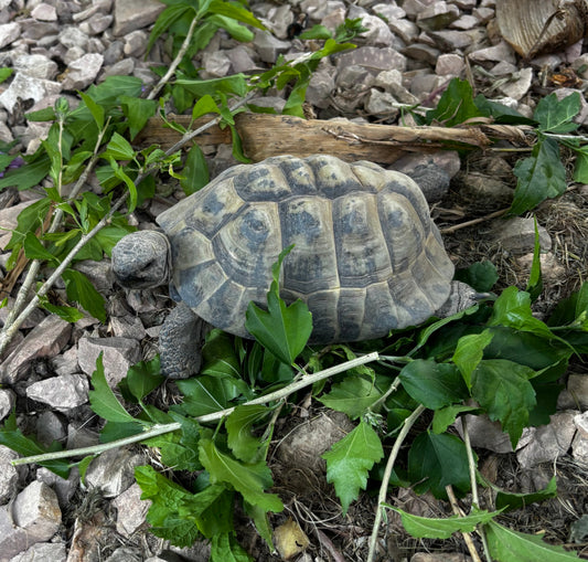 5 griechische Landschildkröten abzugeben