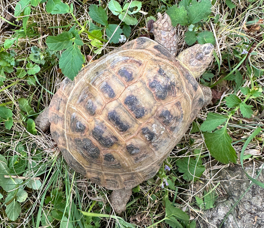 Vierzehenschildkröte
