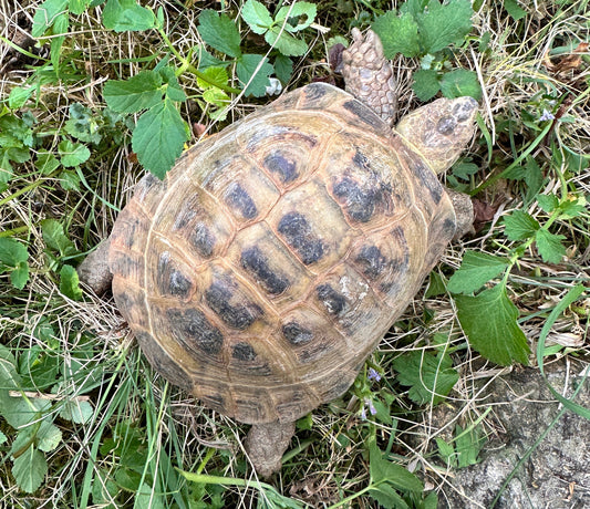 Vierzehenschildkröte