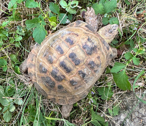 Vierzehenschildkröte