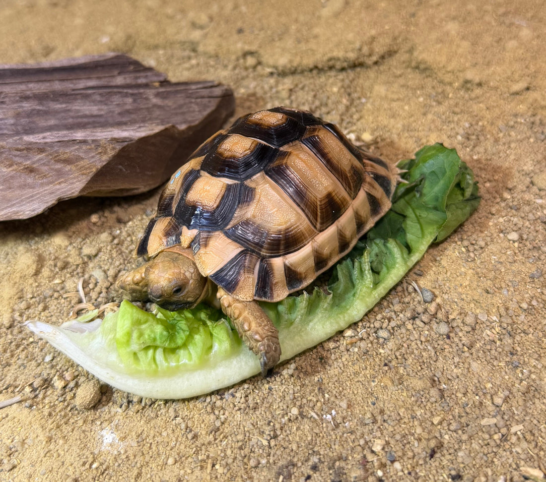 Ägyptische Landschildkröten komplett mit Terrarium abzugeben