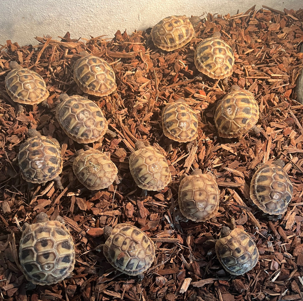 Griechische Landschildkröten NZ 2024