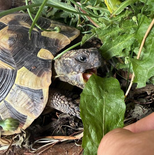 Griechische Landschildkröten 3 und 6 Jahre
