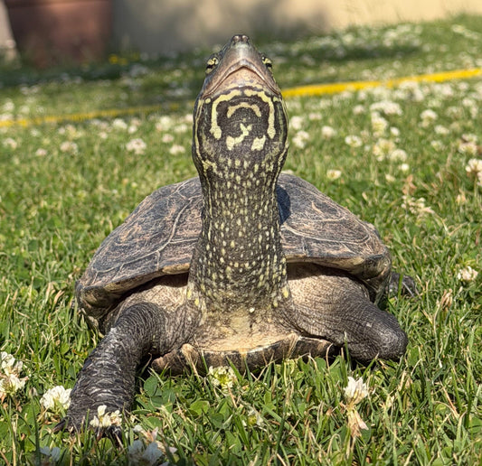Chinesische Dreikielschildkröte (Mauremys reevesii)