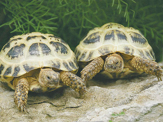 Suche Russische Landschildkröten