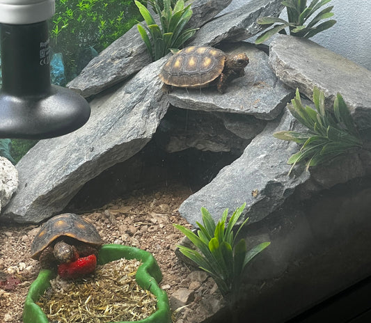 Köhlerschildkröten Nz 25