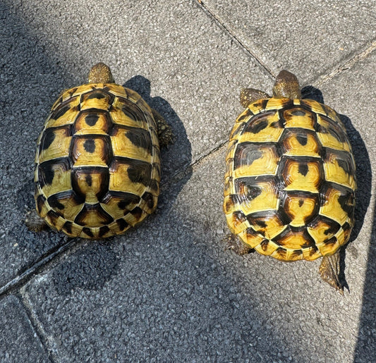 Griechische Landschildkröten NZ2023 zu verkaufen