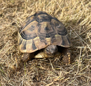 2 Griechische Landschildkröten abzugeben
