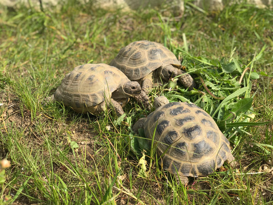 !!!SUCHE!!! Testudo Horsfieldii Russische- Steppen- Vierzehen-Schildkröte Gruppe - ADULT -