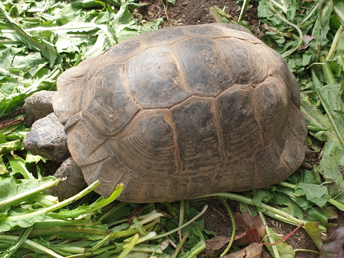 Testudo Graeca abzugeben